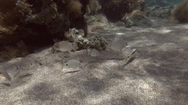 School of fish feeds on sandy bottom. Goldstriped goatfish (Parupeneus forsskali) and school of White seabream or Common two-banded seabream (Diplodus sargus) Mediterranean Sea