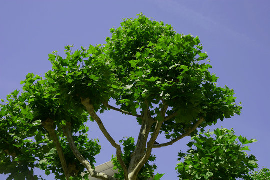 plane tree after cut with new shoots, trimmed platanus in early spring with fresh leaves and blue sky