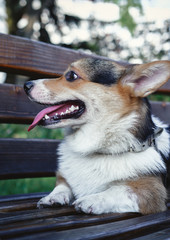 Corgi lies on a bench