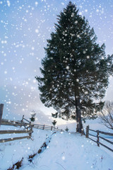 fir trees covered with snow. beautiful winter landscape