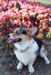  welsh corgi tricolor