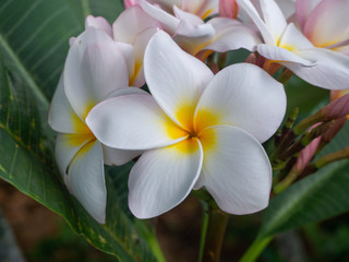 Obraz na płótnie Canvas White frangipani flowers growing on koh pangan island