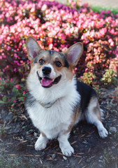  welsh corgi tricolor