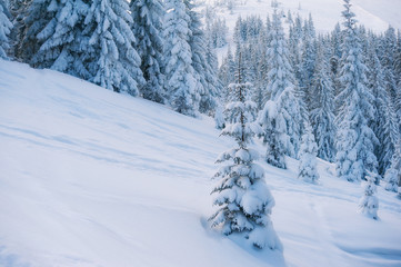 Obraz premium fir trees covered with snow. beautiful winter landscape