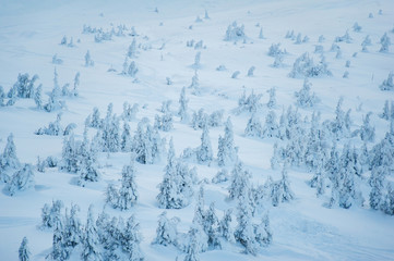 Fototapeta na wymiar fir trees covered with snow. beautiful winter landscape
