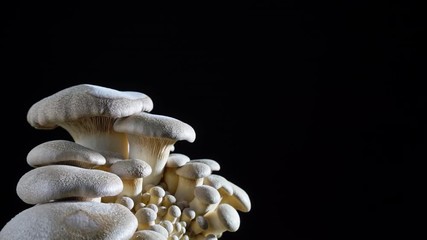 King Oyster Mushroom. Time-lapse of king oyster mushrooms growing an black  background