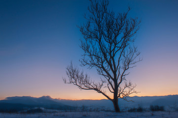 winter landscape. tree silhouette and  mountain on horizon