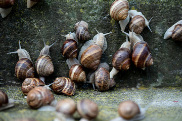 Cornu aspersum, known by the common name garden snail, is a species of land snail