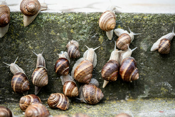 Cornu aspersum, known by the common name garden snail, is a species of land snail