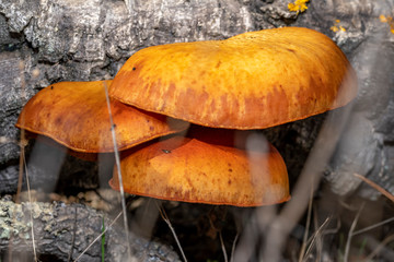 mushroom in forest