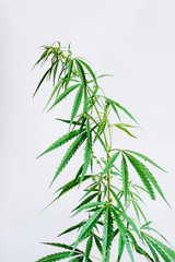 Marijuana leaves, cannabis on a white background, Beautiful background of green cannabis flowers A place for copy space, indoor cultivation