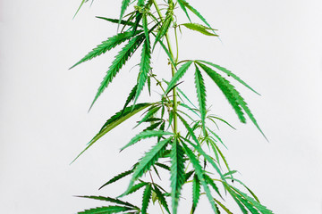 Marijuana leaves, cannabis on a white background, Beautiful background of green cannabis flowers A...