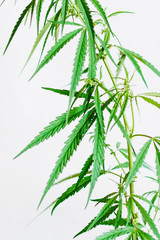 Marijuana leaves, cannabis on a white background, Beautiful background of green cannabis flowers A place for copy space, indoor cultivation