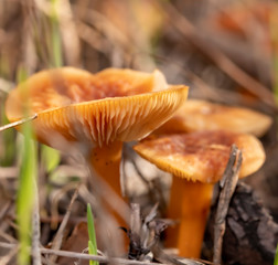 mushroom in forest