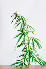 Marijuana leaves, cannabis on a white background, Beautiful background of green cannabis flowers A place for copy space, indoor cultivation