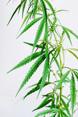 Marijuana leaves, cannabis on a white background, Beautiful background of green cannabis flowers A place for copy space, indoor cultivation