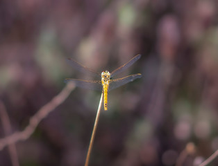 dragonfly on a branch