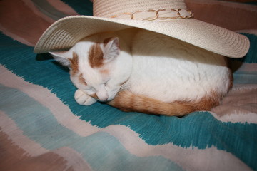 cat sleeping in a hat