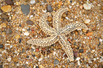 Close up of starfish on sea ​​pebbles and sand.