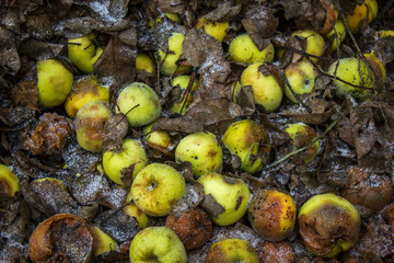 apples on the ground covered with snow