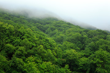 Fog rolling over a dense forest.