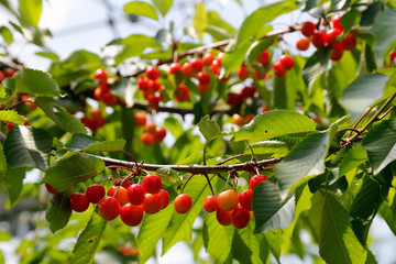 Cherry branch ready for cherry picking