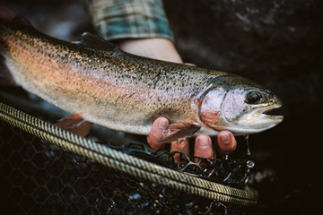 Rainbow Trout in Net