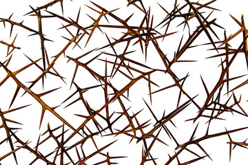 spines with acacia tree on a white background isolate