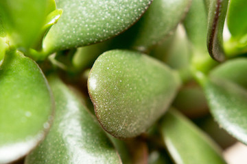Abstract autumn pattern of succulent leaves. Green leaves close-up.