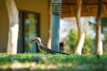 southern yellow-billed hornbill in kruger national park, mpumalanga, south africa 17