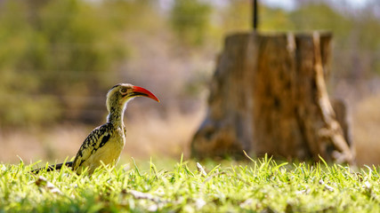 southern yellow-billed hornbill in kruger national park, mpumalanga, south africa 19