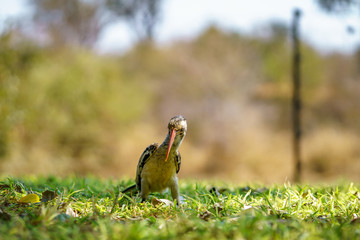 southern yellow-billed hornbill in kruger national park, mpumalanga, south africa 22
