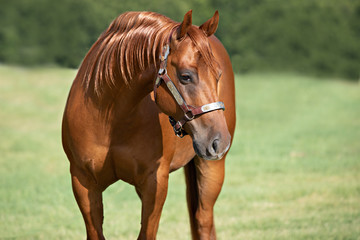 Horse Portrait 