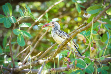 southern yellow-billed hornbill in kruger national park, mpumalanga, south africa 52