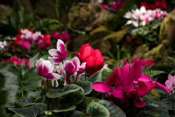 Cyclamen is an alpine violet. Many pink, white and red cyclamens in the botanical garden are for sale. Bright and beautiful indoor flowers, background