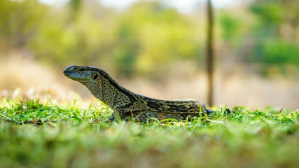 monitor lizard in kruger national park, mpumalanga, south africa 3