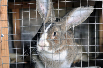 Naklejka premium Cute gray domestic rabbit in a cage.