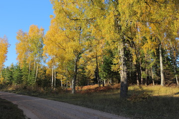 road in autumn forest