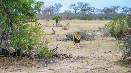 male lion in kruger national park, mpumalanga, south africa 6