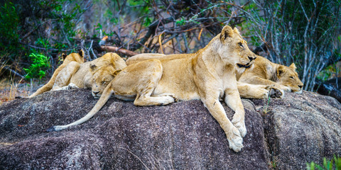 lions posing on a rock in kruger national park, mpumalanga, south africa 55