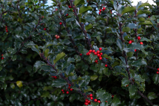Chinese holly fruits