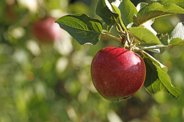 The red apple grows on a branch with fresh green leaves