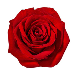 Fototapeta premium Fresh beautiful rose isolated on white background with clipping path