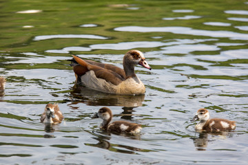 Nilgans mit Jungtieren