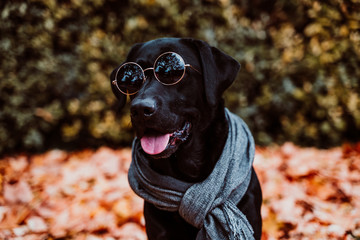 beautiful black labrador sitting outdoors on brown leaves background, wearing a grey scarf and...