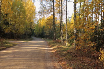 road in autumn forest
