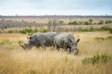 Fototapeta premium white rhinos in kruger national park, mpumalanga, south africa 13