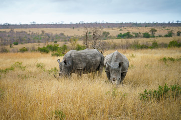 Fototapeta premium white rhinos in kruger national park, mpumalanga, south africa 15