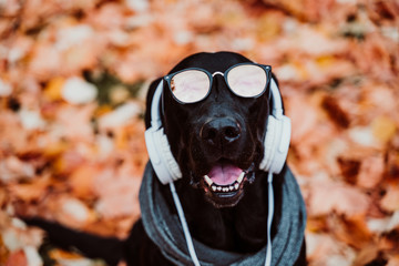 beautiful black labrador sitting outdoors on brown leaves background, wearing a grey scarf and...