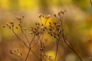 closeup of flowers with bokeh in rhoen, hesse, germany